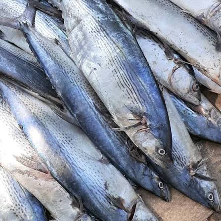 King Fish